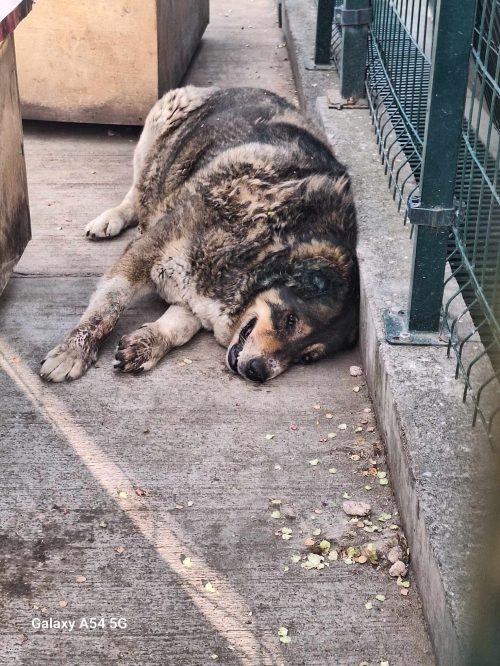 ქართული ნაგაზი სახელი ძროხა, მიკედლებულია ვარკეთილში