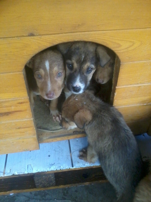 მეტისის ლეკვები უსახელო