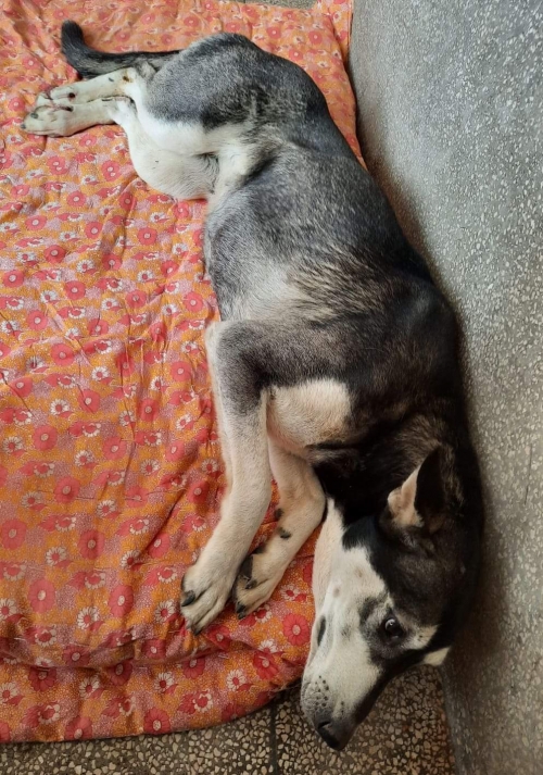 მეტისი დიდიღომი