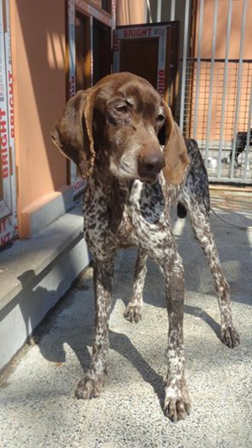 კურცხაარი დეზი