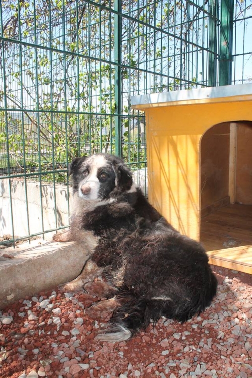 მეტისი უსახელო