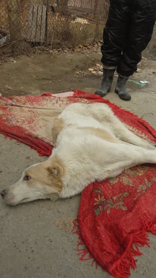 ქართული ქოფაკი ბოი