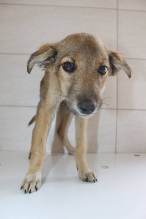 მეტისი უსახელო