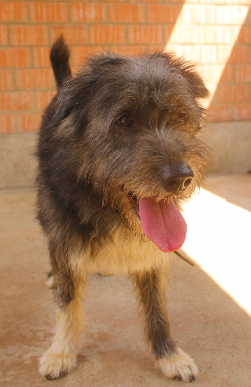 შნაუცერი დეზი