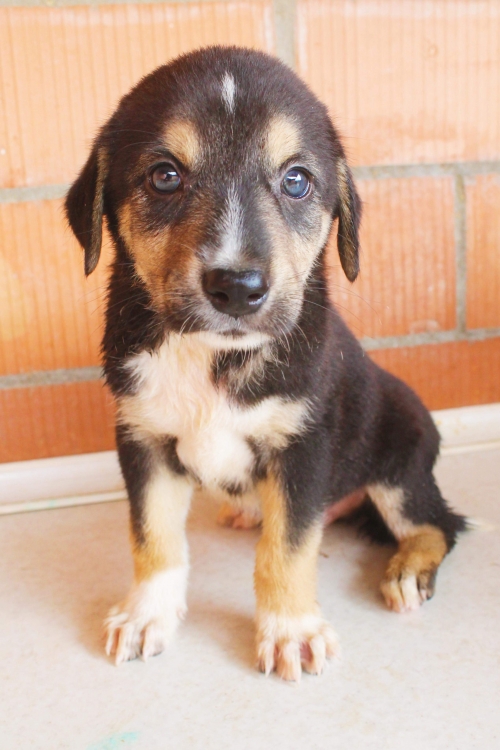 მეტისი უსახელო