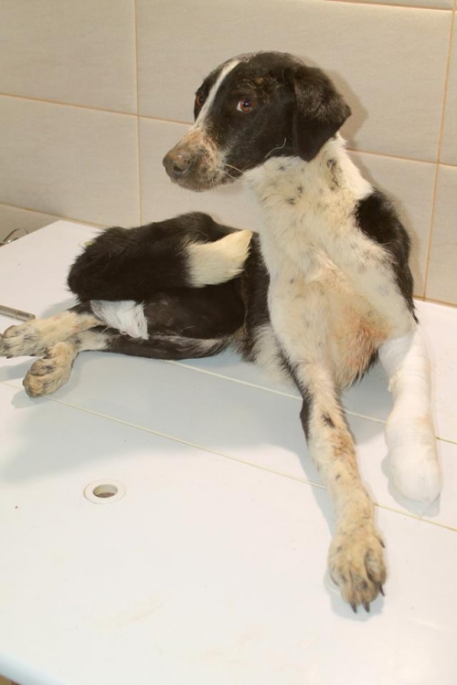 მეტისი ჭრელო