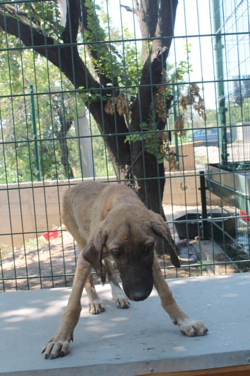 მეტისი უსახელო