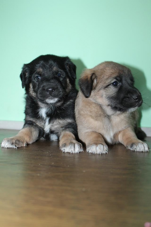 მეტისის ლეკვები უსახელო