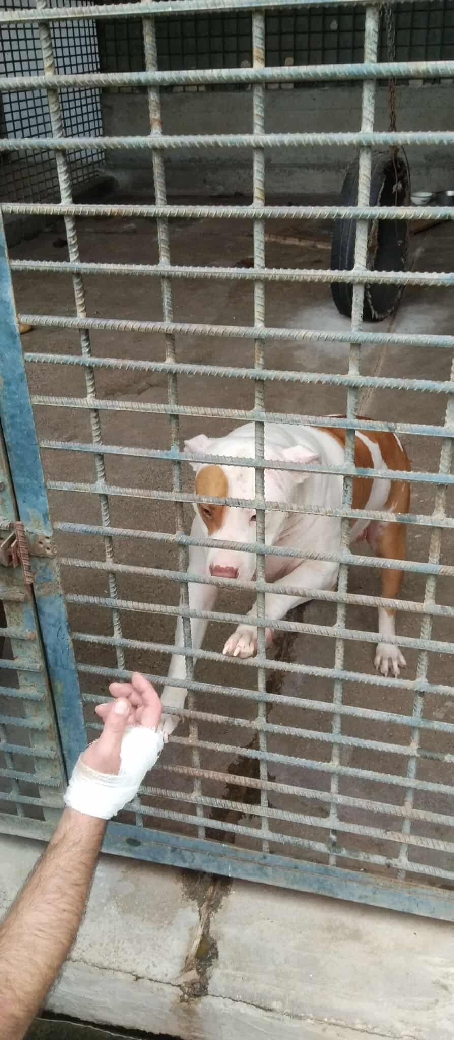 პიტბული.