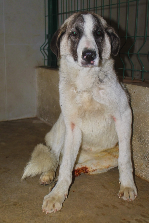 მეტისი უსახელო