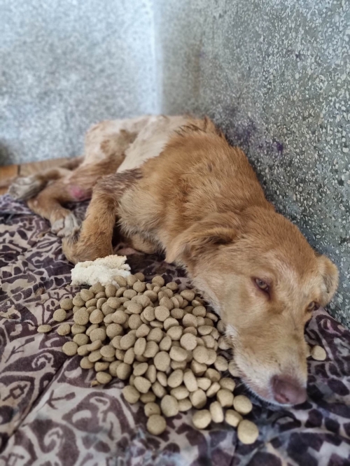 მეტისი ფეიქრების ქუჩა