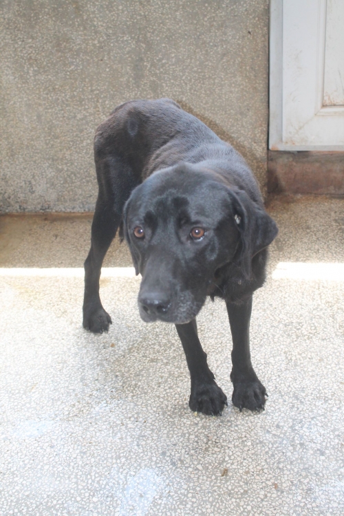 მეტისი უსახელო