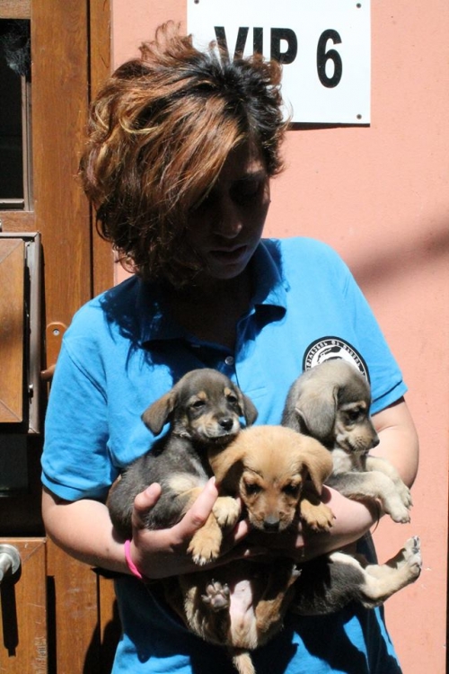 მეტისის ლეკვები უსახელო