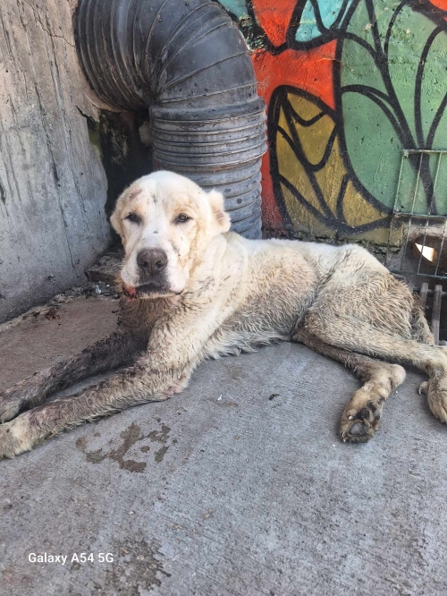 ქართული ნაგაზი კრწანისის დაჩები