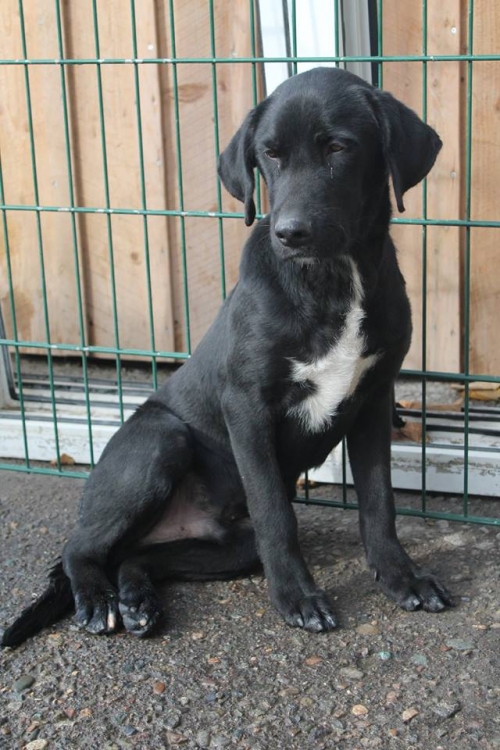 ლაბრადორის მეტისი რეი