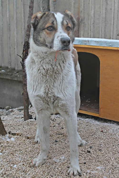 ქართული ქოფაკი მაქსი