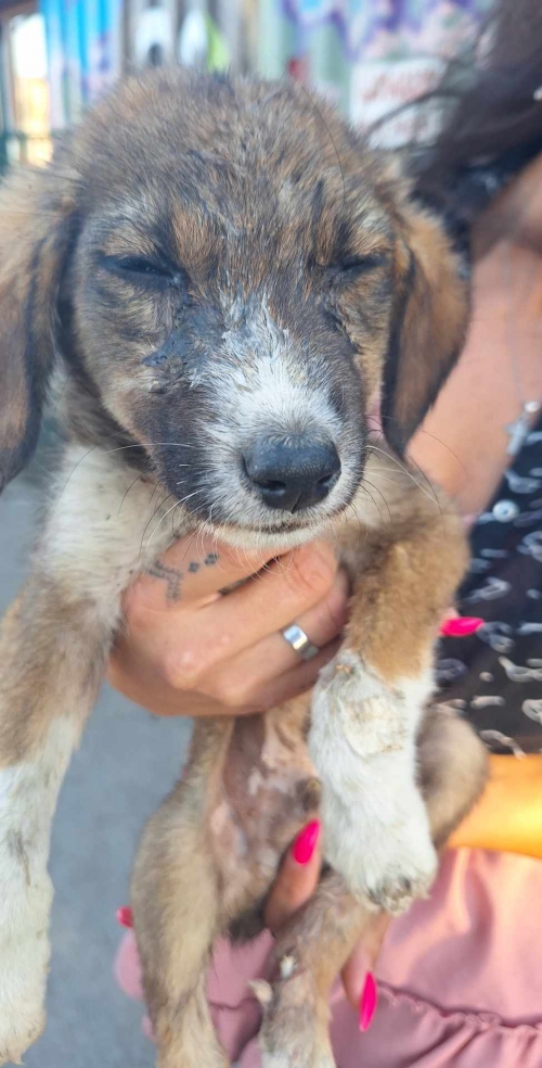 მეტისი ვარკეთილის მეურნეობა