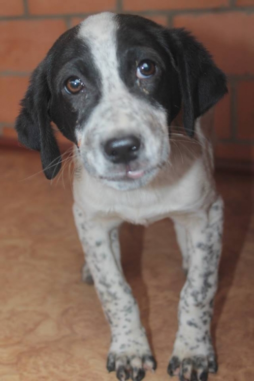 მეტისი უსახელო