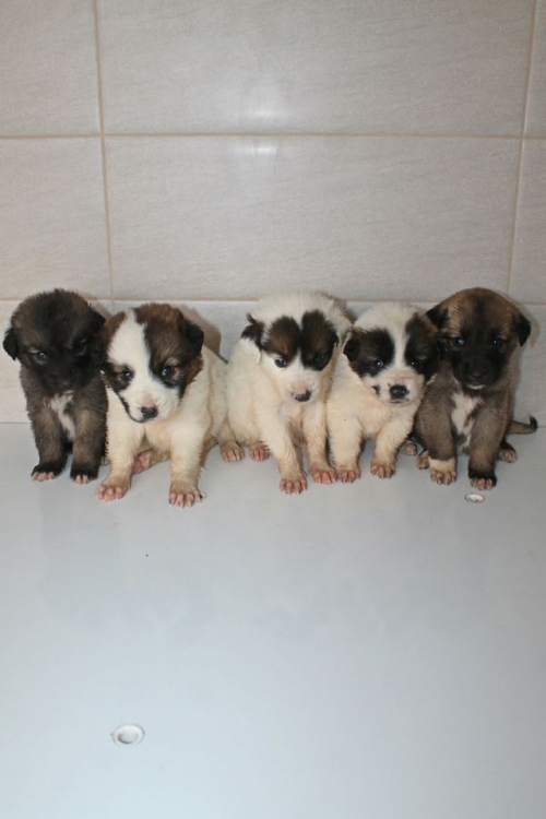 მეტისის ლეკვები უსახელო