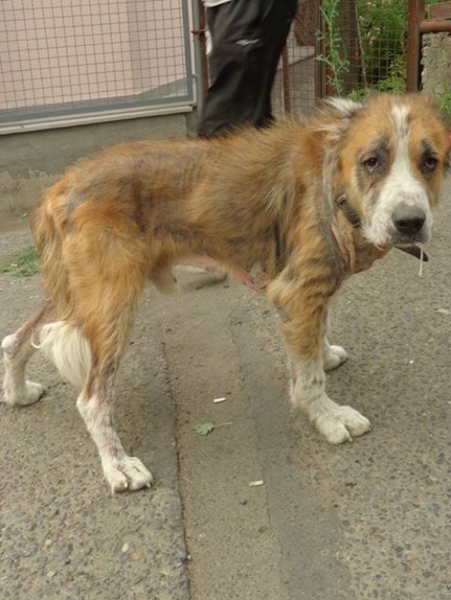 ქართული ნაგაზი დიდო