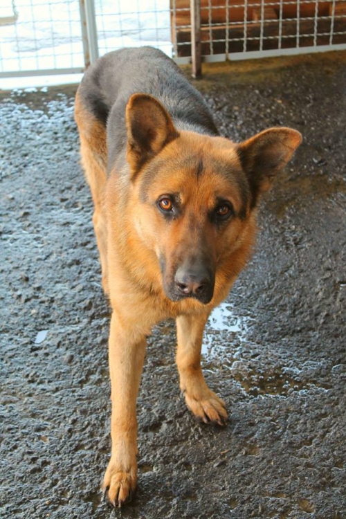 გერმანული ნაგაზი ბუფი