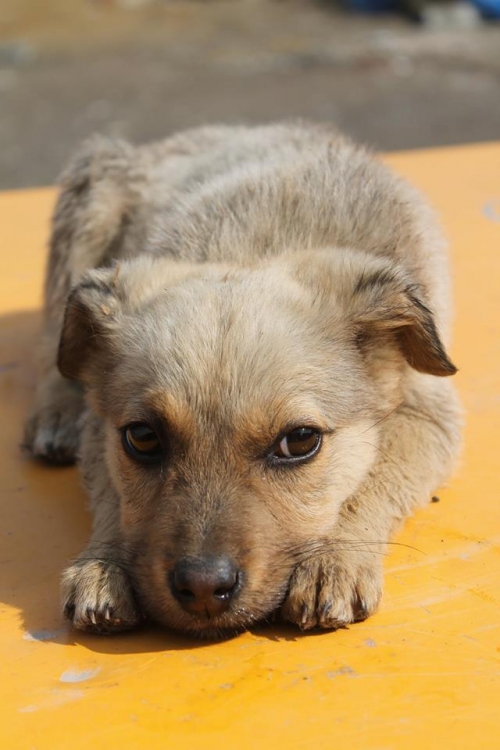 მეტისი უსახელო