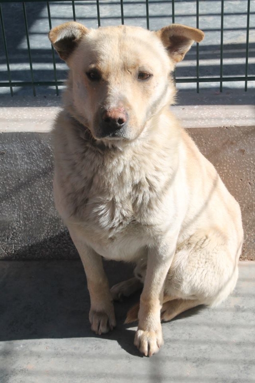 მეტისი ლომა1