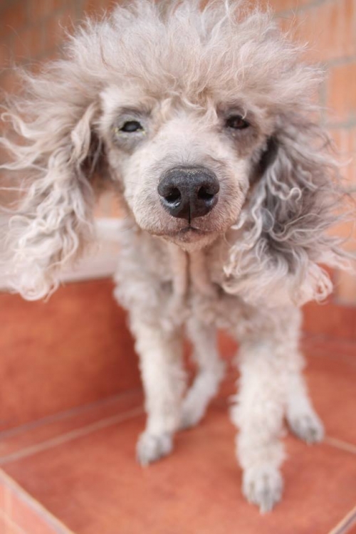 პუდელი უსახელო