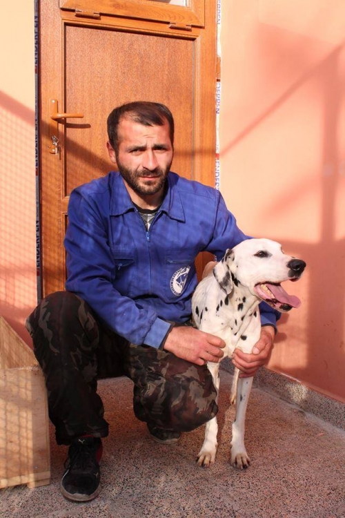 დალმატინი პაიკი