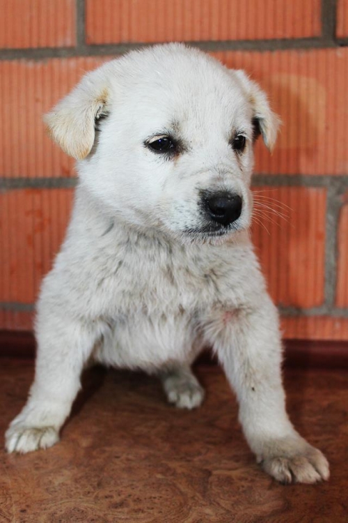 ქართული ქოფაკი უსახელო