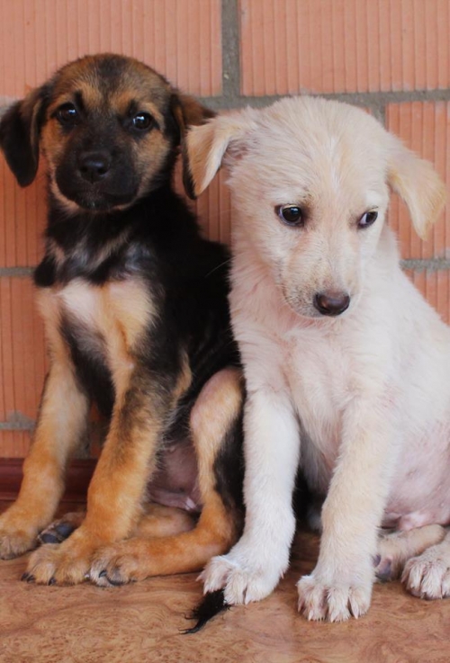 მეტისი უსახელო