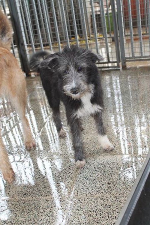 ბალონკის მეტისი უცნობი