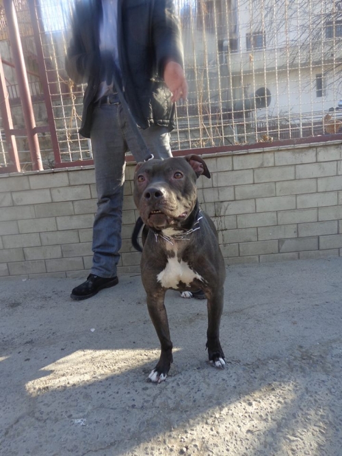 პიტი გორო