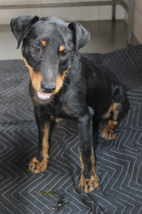 იაქტერიერი უსახელო