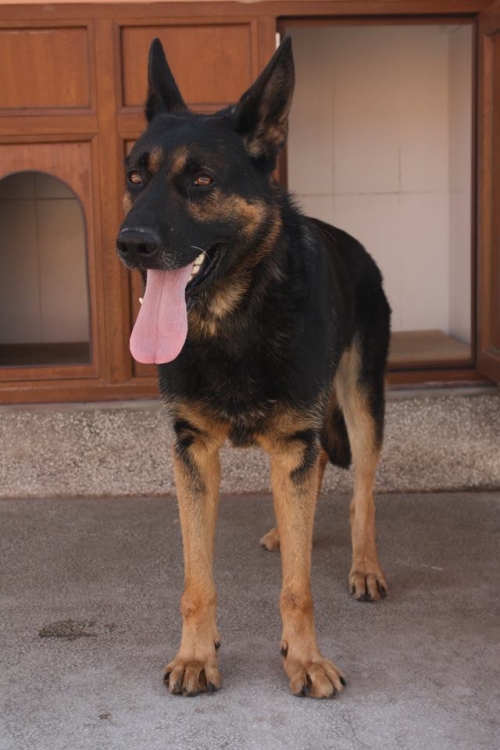 გერმანული ნაგაზი უსახელო