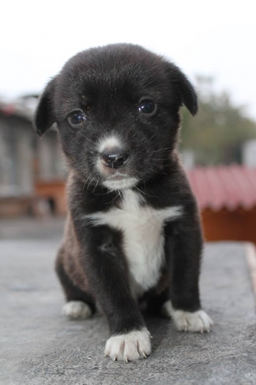 მეტისი უსახელო