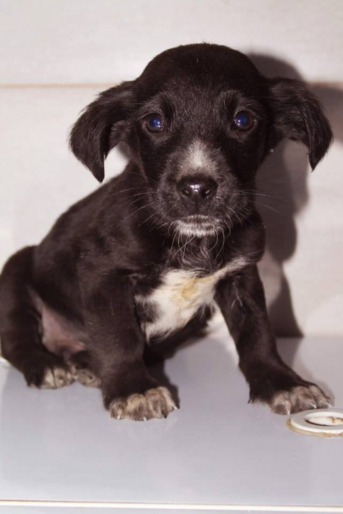 მეტისი უსახელო