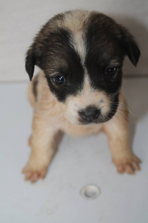 მეტისი უსახელო