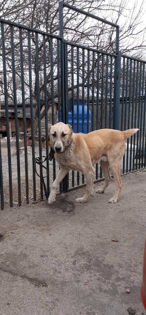 ქართული ნაგაზი ლომა