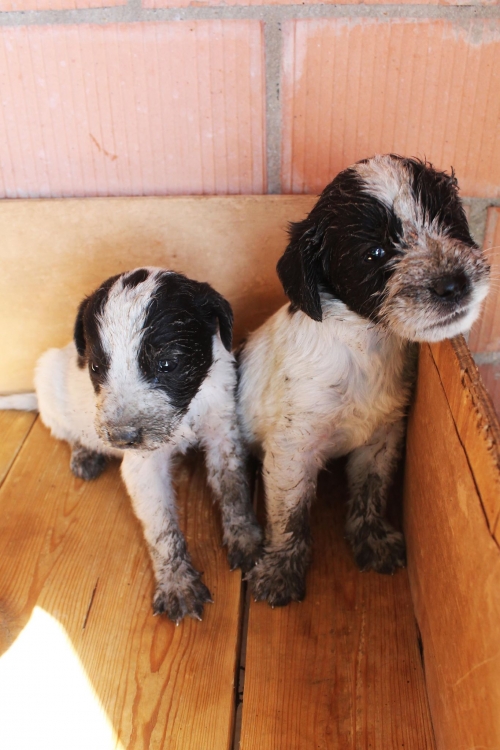 მეტისის ლეკვები უსახელო