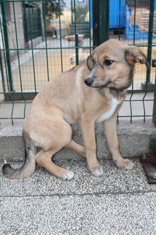 მეტისი ემ