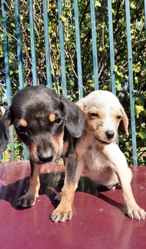 მეტისი ნაპოვნია კაიროზე მატატებლის გზასთან