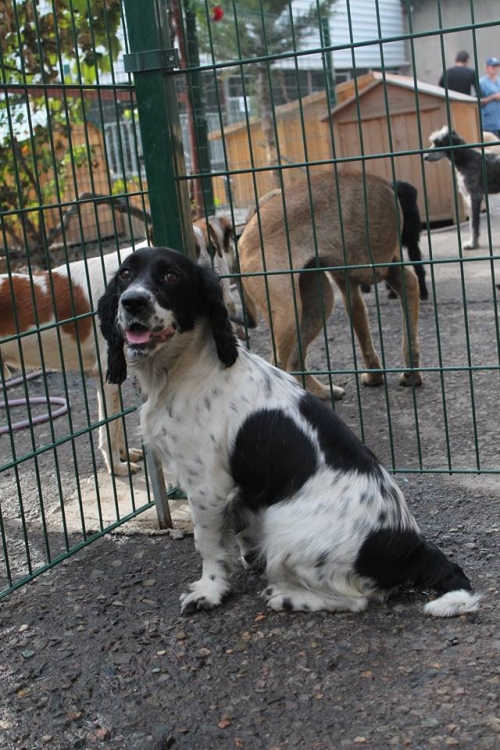 კოკერსპანელის მეტისი პინჩო