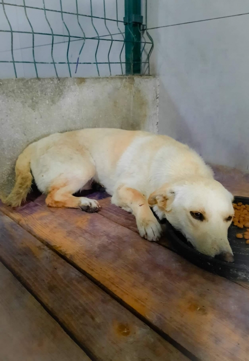 მეტისი თემქა ზღვის უბანი