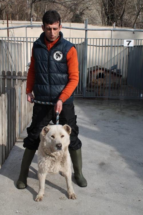 ქართული ნაგაზი უსახელო