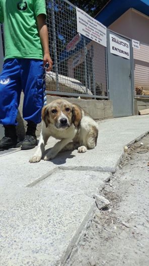 მეტისი ჯინა