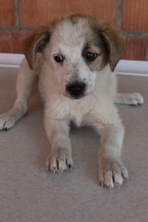 მეტისი უსახელო