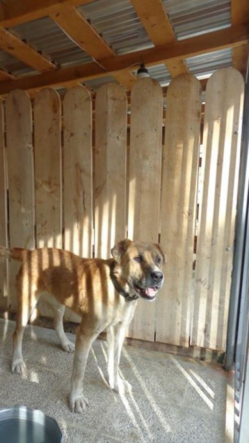 ქართული ნაგაზი ბათურა