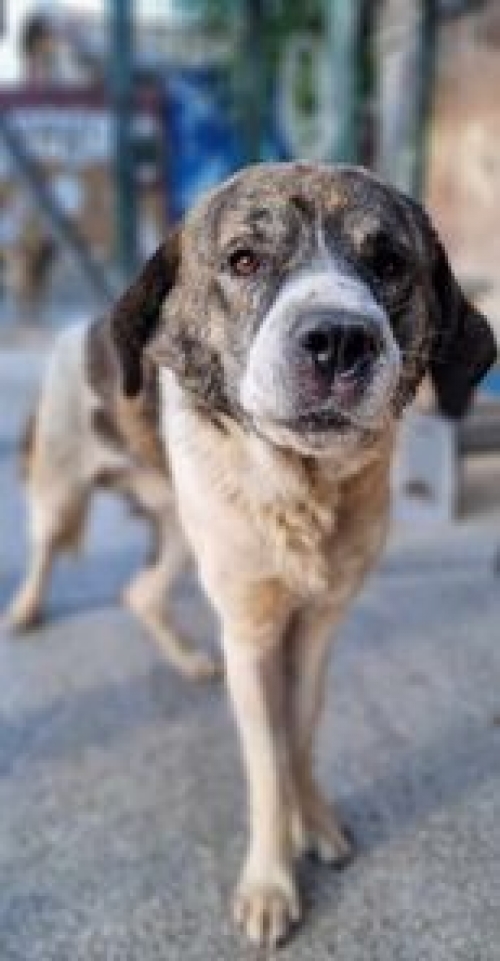 მეტისი ნაძალადევის მეტრო