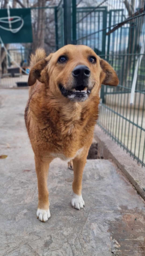 მეტისი ღრმაღელეს მეტრო ,, ბესო,,